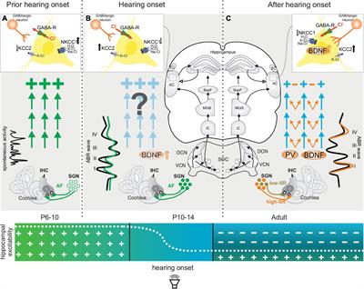 Disturbed Balance of Inhibitory Signaling Links Hearing Loss and Cognition